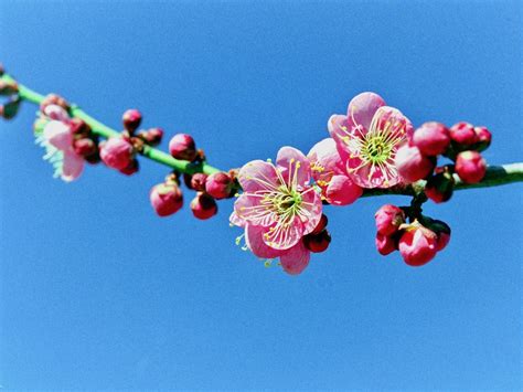 紅梅樹|梅の種類｜花が咲く季節はいつ？花梅や実梅が時期は 